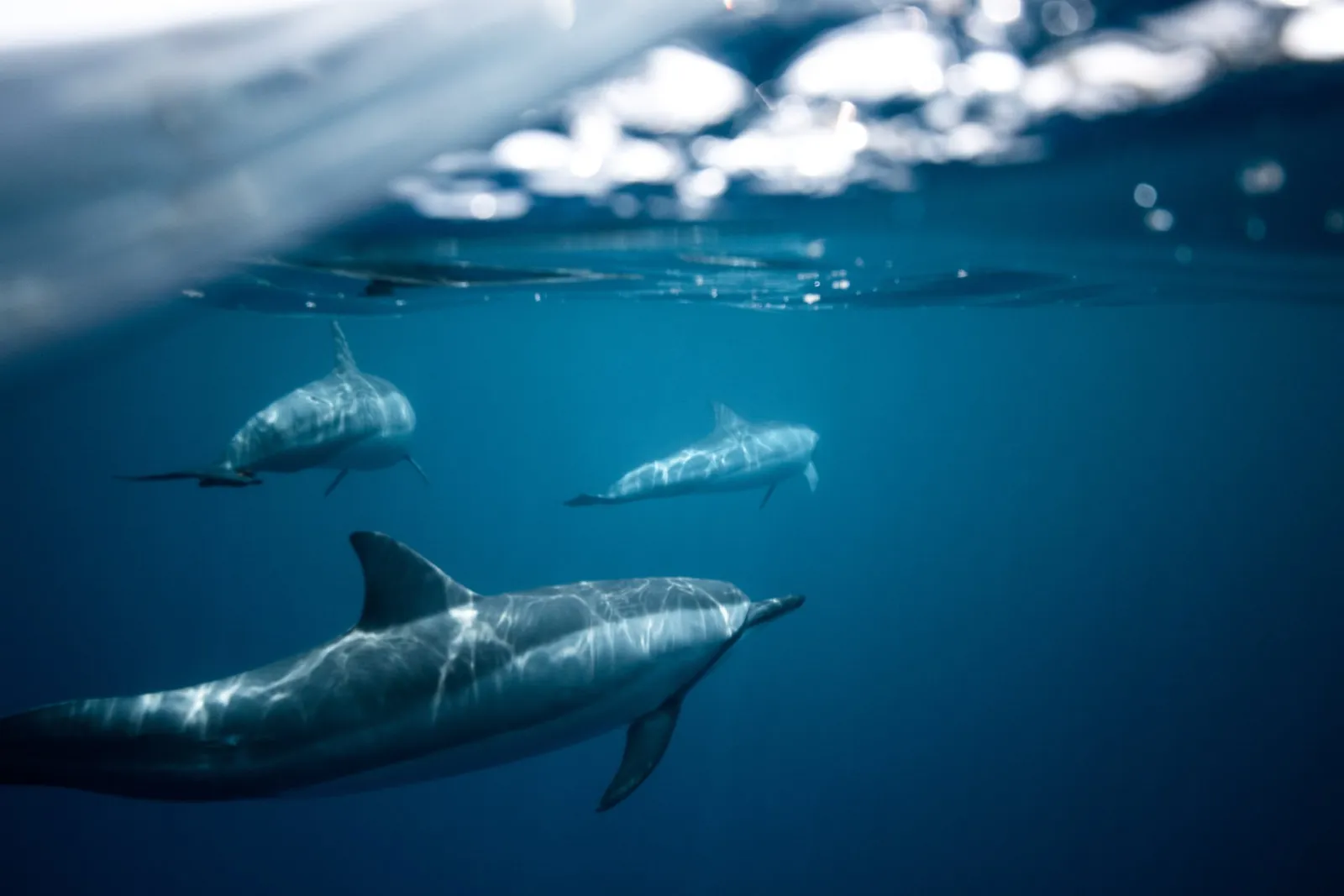 Dolphins in the Watamu Marine Park