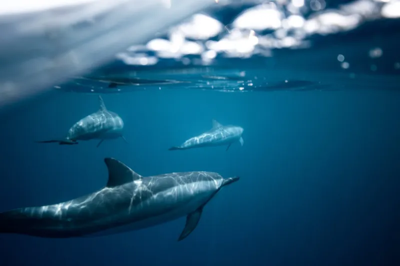 Dolphins swimming in clear blue water