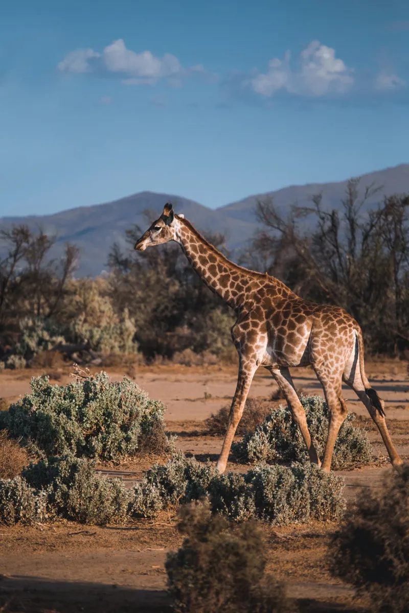 A giraffe among acacia trees on safari